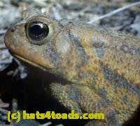 /home//u458753944/public_html/sourcegallery///////Roxborough Toad Detour/2013-2019/2013/2013-04-09/P1120043.JPG